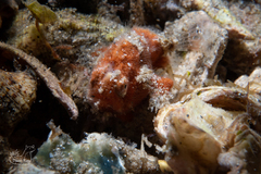 Antennarius scaber