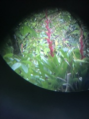 Vriesea philippocoburgi