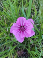 Malva trimestris