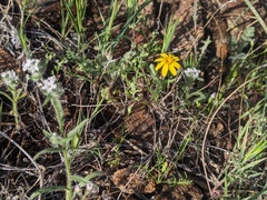 Senecio californicus