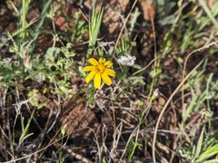 Senecio californicus