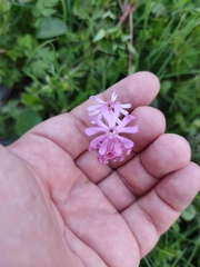 Silene bellidifolia