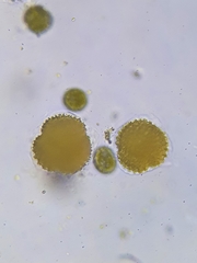 Sphaerocarpos michelii