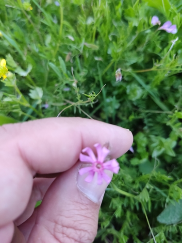 Image of Silene bellidifolia by (c) Ivo Rosa, some rights reserved (CC BY)