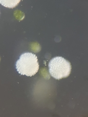 Sphaerocarpos michelii