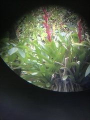 Vriesea philippocoburgi