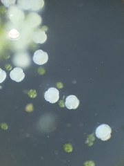 Sphaerocarpos michelii