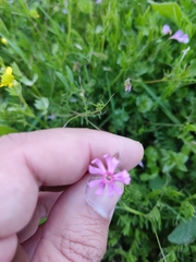 Silene bellidifolia