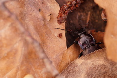 Carabus nemoralis