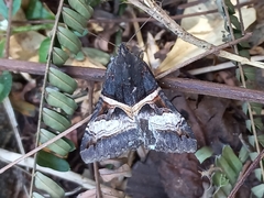 Melipotis nigrobasis