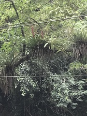 Vriesea philippocoburgi