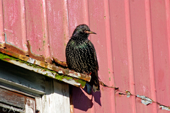 Sturnus vulgaris faroensis