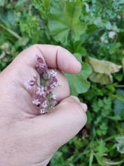 Silene disticha