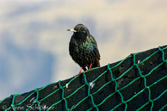Sturnus vulgaris faroensis