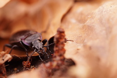 Carabus nemoralis