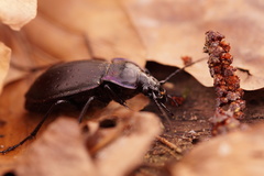 Carabus nemoralis