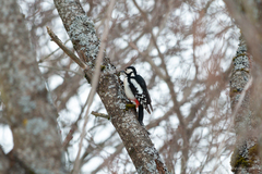 Dendrocopos major