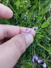 Vicia parviflora