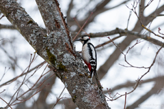 Dendrocopos major