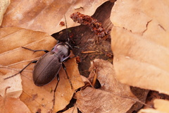 Carabus nemoralis