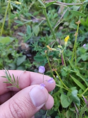 Vicia parviflora