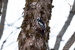 Dendrocoptes medius