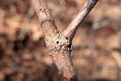 Callirhytis crypta