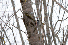 Dendrocoptes medius