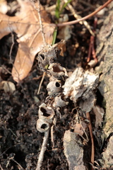 Callirhytis elliptica