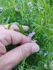 Vicia parviflora