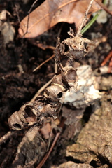 Callirhytis elliptica