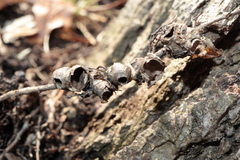 Callirhytis elliptica