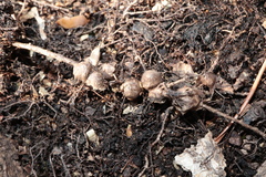 Callirhytis elliptica