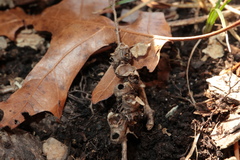 Callirhytis elliptica
