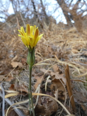 Takhtajaniantha austriaca