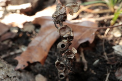 Callirhytis elliptica