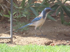 Aphelocoma californica