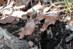 Callirhytis elliptica