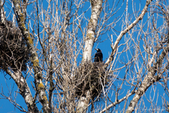 Corvus frugilegus