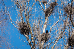 Corvus frugilegus