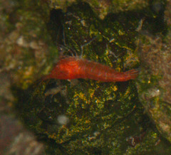 Halocaridina rubra