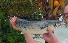 Scomberomorus regalis