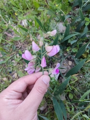 Lathyrus latifolius