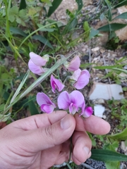 Lathyrus latifolius