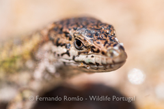 Podarcis carbonelli berlengensis