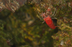 Halocaridina rubra