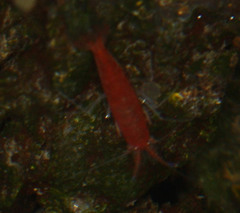 Halocaridina rubra