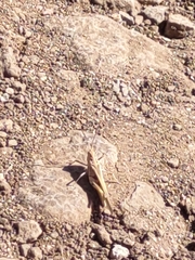 Oedaleus abruptus