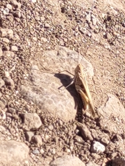 Oedaleus abruptus