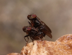 Aulacigaster mcalpinei